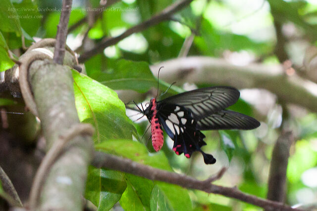Losaria doubledayi doubledayi