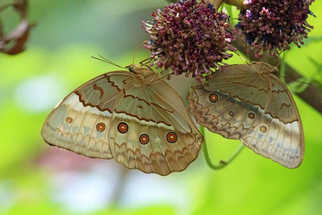 Stichophthalma cambodia