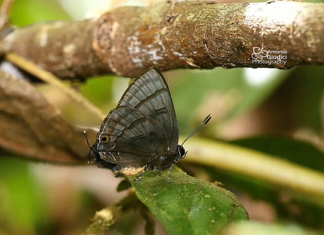 Rapala rhoecus rhoecus