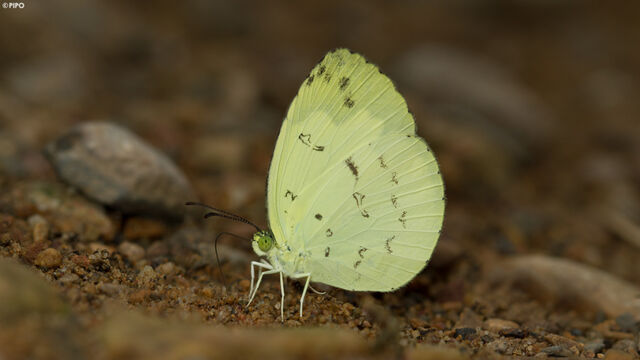 Eurema ada indosinica