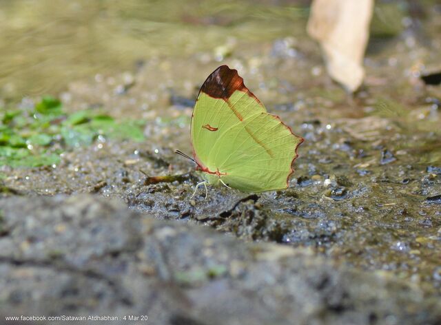 Dercas gobrias herodorus