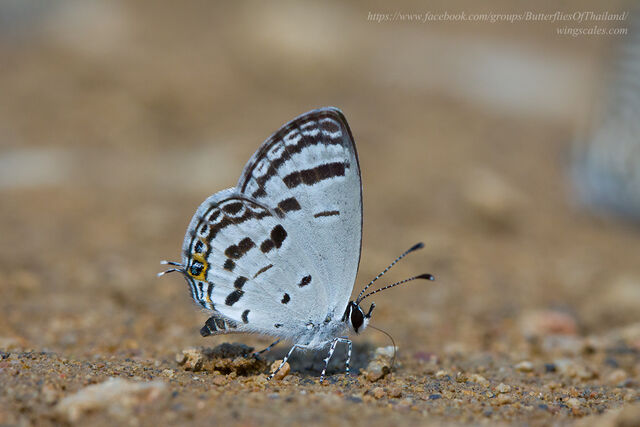 Shijimia potanini umbriel