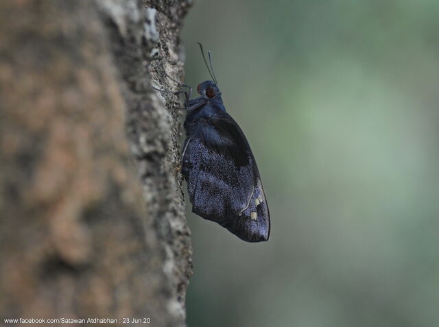 Gangara thyrsis thyrsis