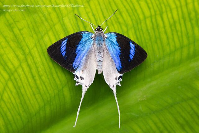 Jacoona anasuja anasuja