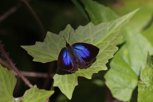 Flos anniella artegal