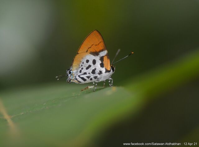 Araotes lapithis arianus