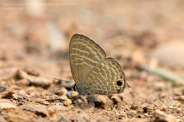 Nacaduba pactolus continentalis
