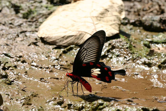 Pachliopta aristolochiae goniopeltis