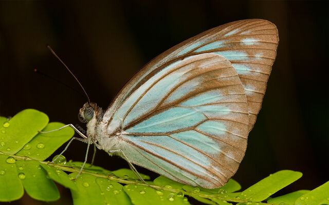 Pareronia anais anais