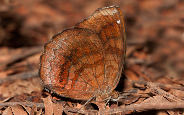 Ariadne specularia arca