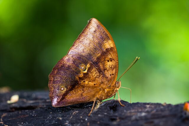 Discophora timora timora