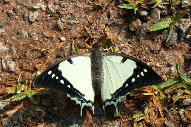 Polyura dolon grandis