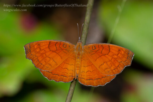 Ariadne specularia arca