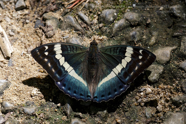 Euthalia franciae raja