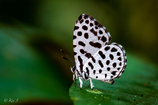 Taraka hamada mendesia