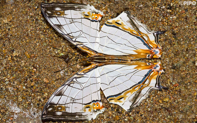 Cyrestis thyodamas thyodamas