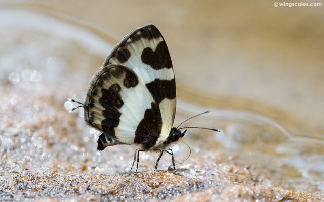 Caleta elna noliteia