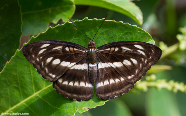Athyma selenophora bahula