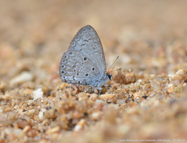 Celastrina lavendularis isabella
