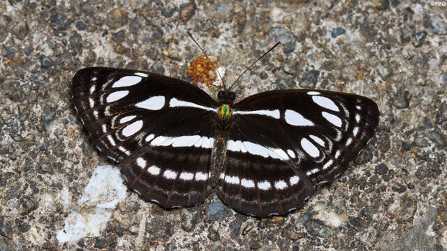 Neptis duryodana nesia