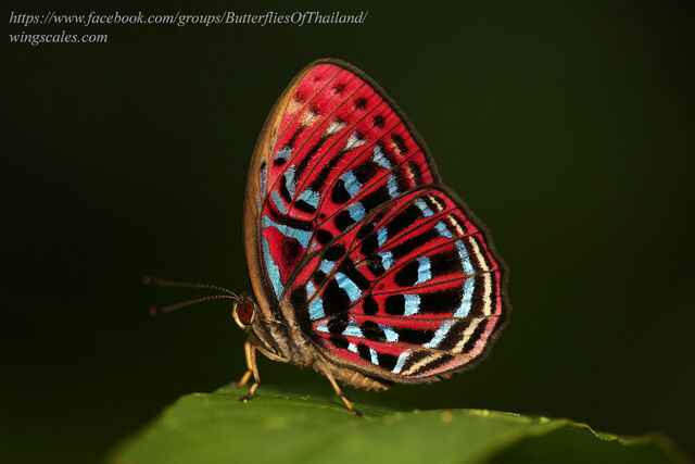 Paralaxita damajanti damajanti
