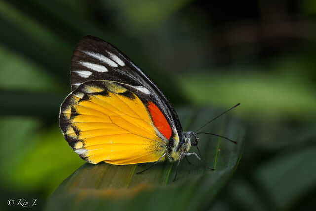 Delias descombesi descombesi