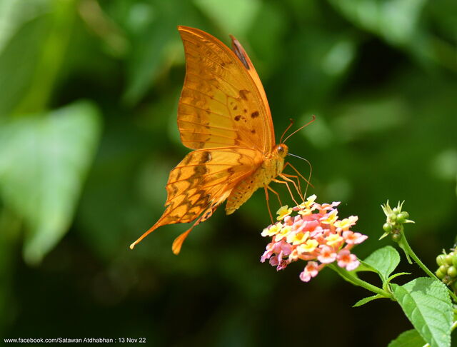 Meandrusa payeni ciminius