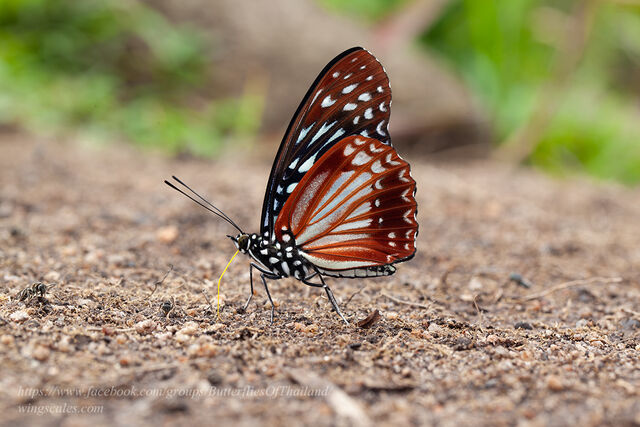 Hestinalis nama nama