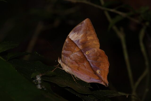 Zeuxidia masoni tannowai