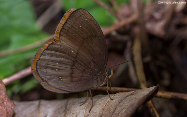 Faunis canens arcesilas