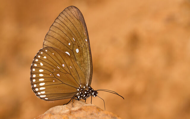 Euploea modesta modesta