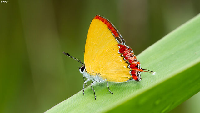 Heliophorus ila nolus