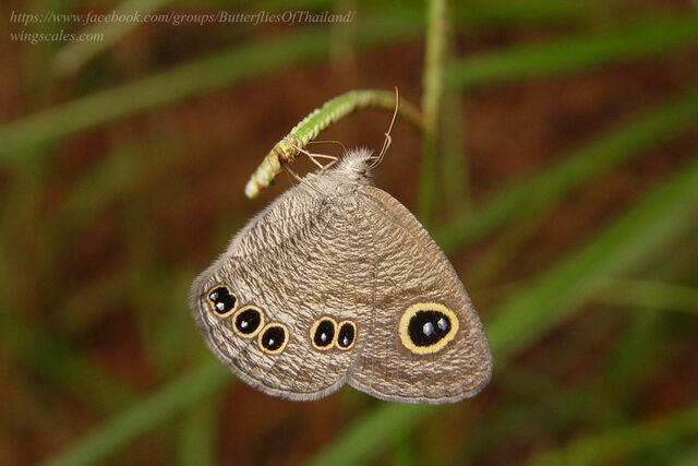 Ypthima lisandra lisandra
