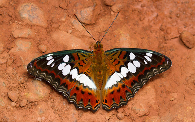 Moduza procris procris