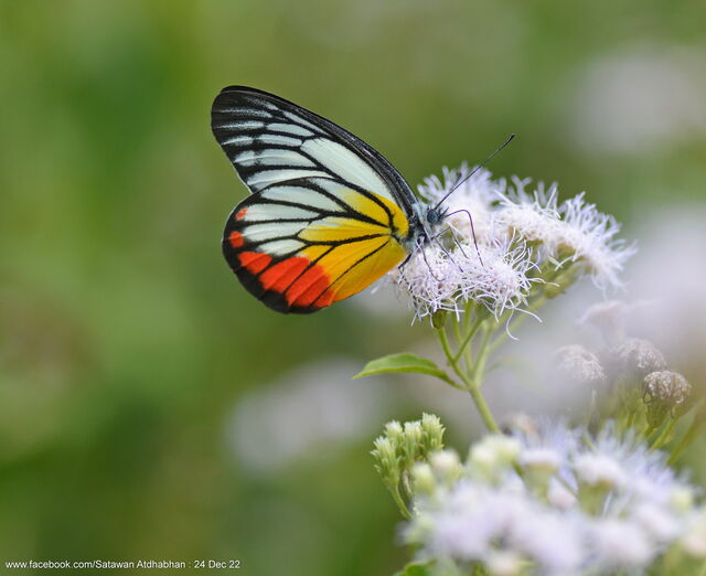 Delias hyparete metarete