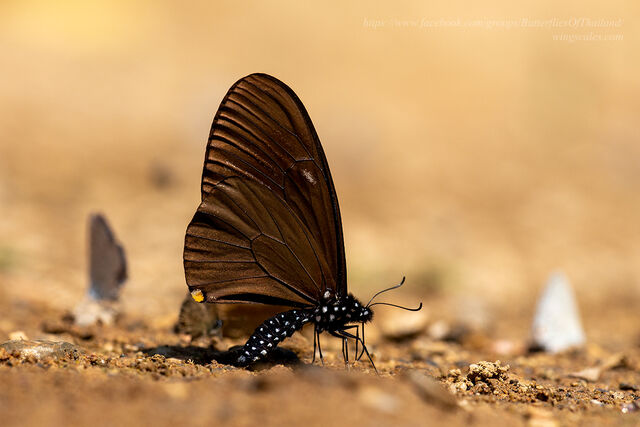 Papilio slateri slateri