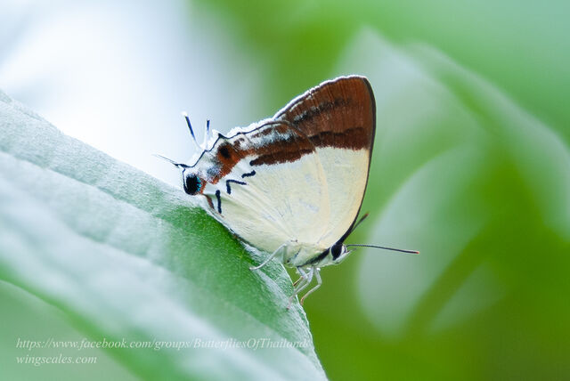 Charana mandarina mandarina
