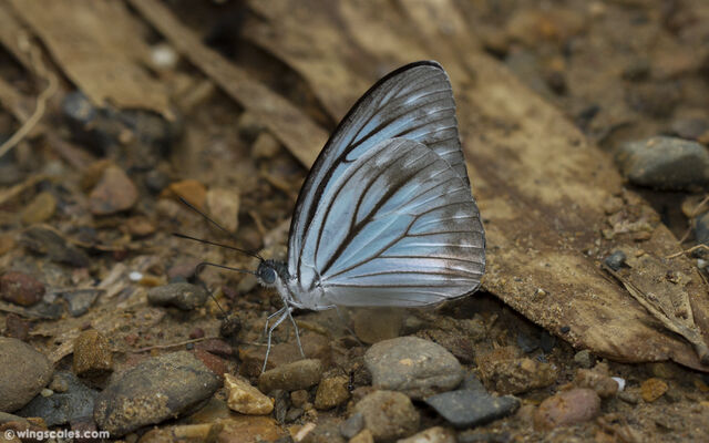 Pareronia anais anais