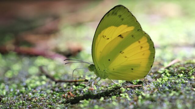 Eurema nicevillei nicevillei