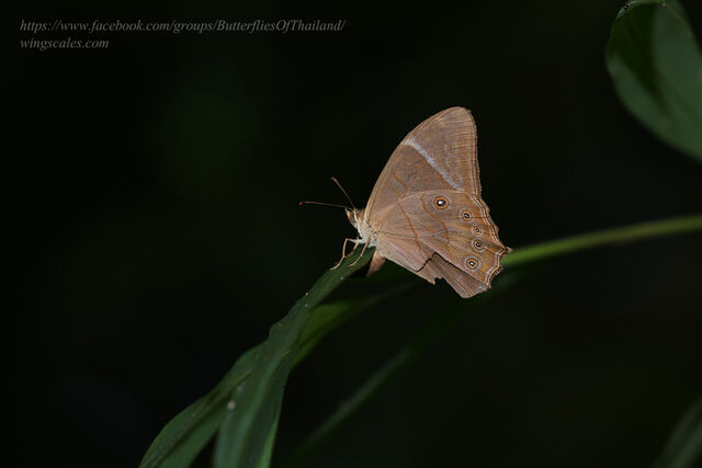 Lethe latiaris perimele