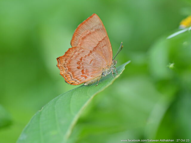 Simiskina phalia potina