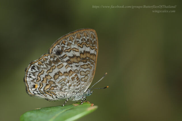 Poritia erycinoides elsiei