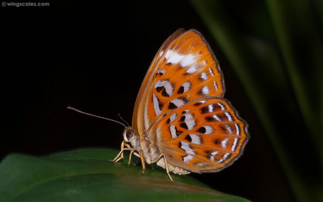 Taxila haquinus berthae