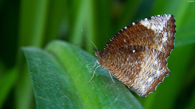 Elymnias hypermnestra violetta