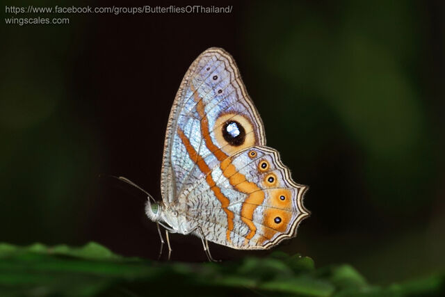 Erites medura russelli