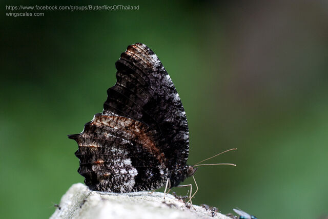 Elymnias nesaea timandra