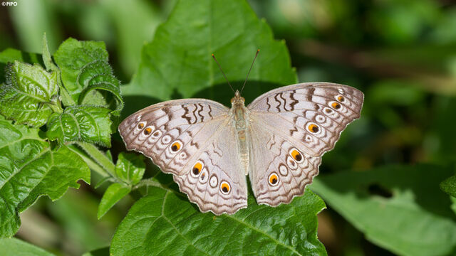 Junonia atlites atlites