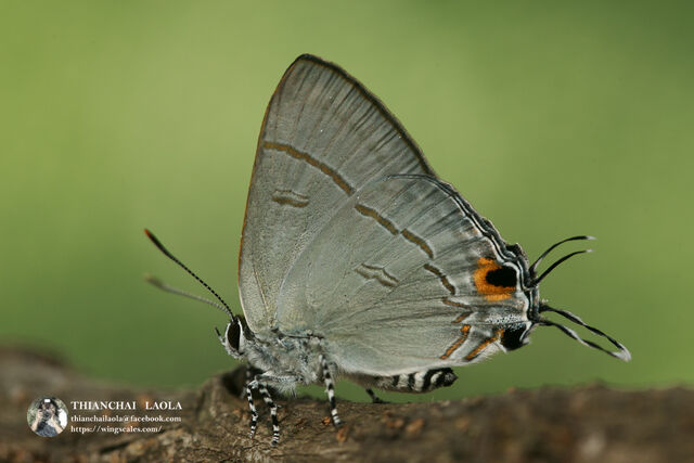 Hypolycaena erylus himavantus