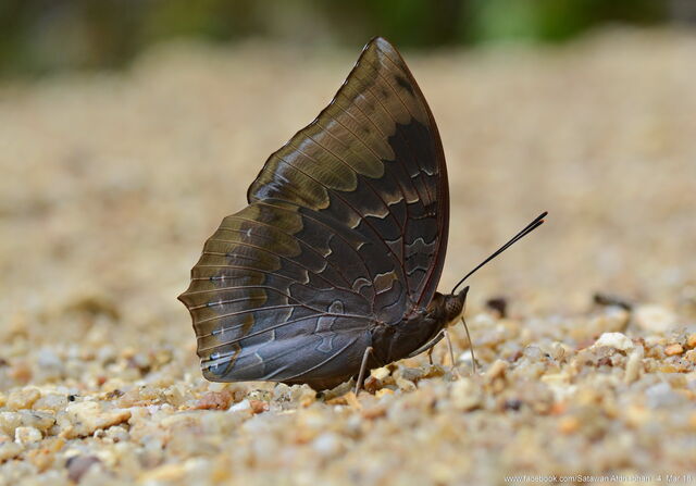 Charaxes borneensis praestantius