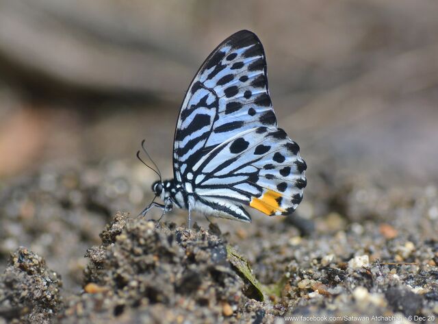 Graphium delessertii delessertii